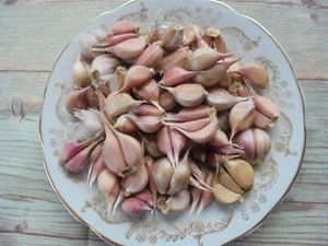 LYUBASHA Winter Garlic Bulbils 100+ Seeds For Planting Bulbs Ukrainian Variety - Picture 1 of 6