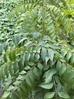Curry Leaf Plant (Murraya koenigii) 5”-8” Inches
