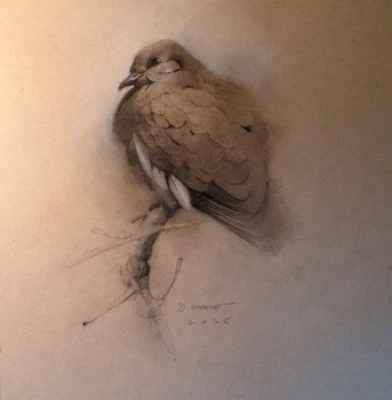 Fine Art Original Signed Bird Art Pencil Drawing American Artist Darryl Steele - Image 1 of 4