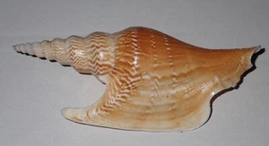 133 mm LANGE FLÜGEL Strombus Listeri Muschel Muschel #AK5 Surin Insel Phuket - Bild 1 von 3