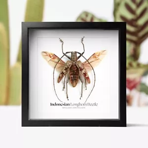 Indonesian Longhorn Beetle Insect Bug Entomology Taxidermy Box Frame Home Decor - Foto 1 di 3