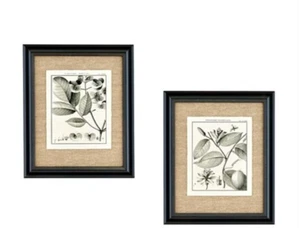# Botanical Black Framed Art Pair New in box Vintage Home Interiors & Gifts - Picture 1 of 3