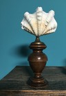 Wunderkammer, Muschel, Shell, Clam, Memento Mori, Rare! Unique!