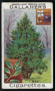GALLAHER - WOODLAND TREES SERIES - #44 THE BAY TREE - Picture 1 of 2
