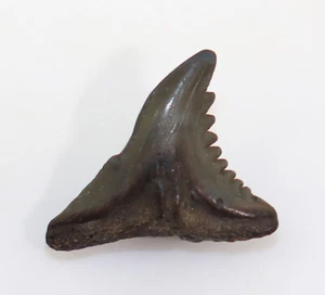 Dente di squalo, Hemipristes serra, Terziario, Miocene, Summerville, Carolina del Sud, USA-k563 - Foto 1 di 4