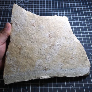 Placa grande Geocoma carinata estrella de mar fósil Solnhofen de 1,8 kg - Imagen 1 de 13