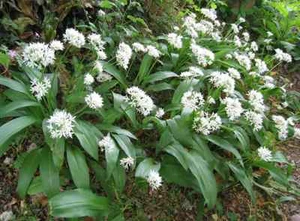 Lot de 100 graines Ail des Ours fraîche ,épices bio, naturel, sauvage, 100% bio - Foto 1 di 3