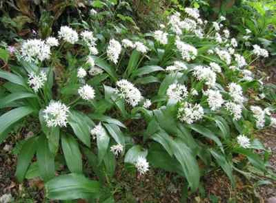 Lot de 100 graines Ail des Ours fraîche ,épices bio, naturel, sauvage, 100% bio