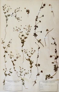 Botanik - Surfboard Herbier XIX - Pflanzen Getrocknet - Rosacees Und Quinte - Picture 1 of 5