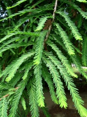Montezuma Bald Marsh Cypress Tree Seeds (Taxodium mucronatum) Fast, Bonsai, Rare - Image 1 of 4