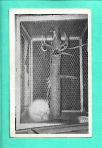 Albino Pocupine RPPC Museum Bar Silver Street Hurley, WI Iron Co Cincinnati OH - Foto 1 di 2
