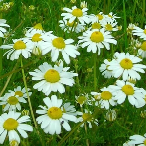 GERMAN CHAMOMILE SEEDS 4000+ common ANNUAL herb GARDEN plants FREE SHIPPING - Picture 1 of 1