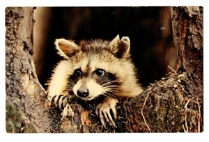 Raccoon Postcard - Picture 1 of 2