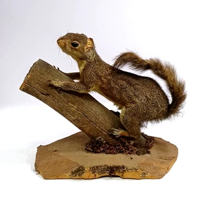 Taxidermy Squirrel on Branch / Grey Squirrel / Sciurus Carolinensis - Picture 1 of 14