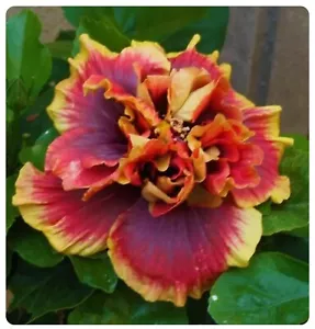 CROWN JELLYFISH-SMALL Rooted Exotic Tropical Hibiscus STARTER Plant - Picture 1 of 4