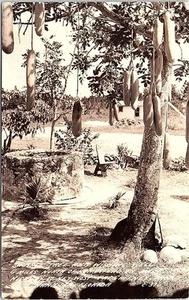 RPPC Real Photo Postcard Roadside Attraction Sausage Tree Homestead Miami FL - Picture 1 of 1