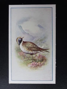 No.3 GOLDEN PLOVER - Birds (Series of 25) by P.J. Carroll & Co 1939 - Picture 1 of 1