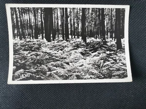 CPA 40 Au Pays Landais - Les Fougères dans les pins - Imagen 1 de 2