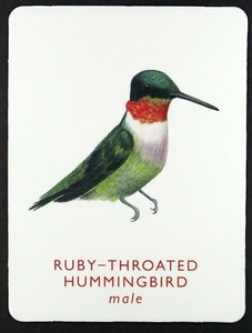 1 x Single card of the bird Ruby Throated Hummingbird Male GA2