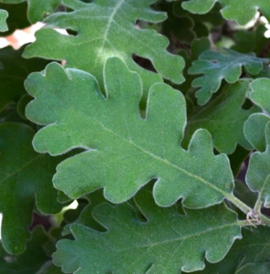 Quercus pyrenaica - Pyrenean Oak - Picture 1 of 2