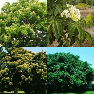 KOREAN EVODIA Evodia Danielii - 10+ SEEDS - Picture 1 of 5