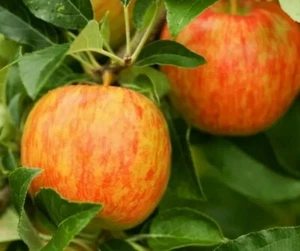 10 Honey Crisp Apple Seeds Organic Non GMO - Picture 1 of 1