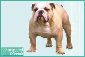 Adesivo BULLDOG vinile decalcomania #1 auto camion cane - Foto 1 di 1