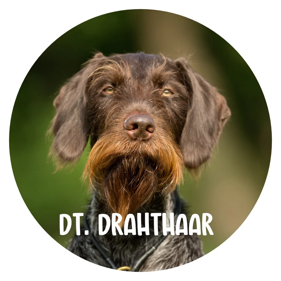 Hunde Aufkleber Sticker rund 10 cm Konturgeschnitten Hunde: Deutsch Drahthaar 01 - Bild 1 von 1