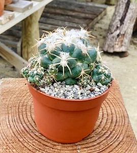 Coryphantha 'elephantidens' - 'Elephant Foot' - Rare Cactus - 10.5cm Pot - Picture 1 of 6