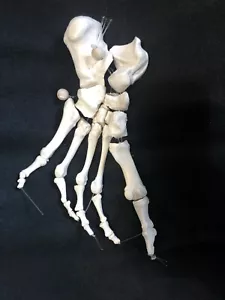 3B Scientific Human Foot Skeleton Loosely Threaded on Nylon String Anatomical - Picture 1 of 2