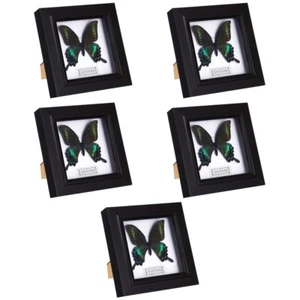 5 PCS Schmetterling Schaukasten Schreibtisch Mit Schmetterlingen Büro - Bild 1 von 12