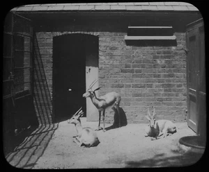 ANTIGUA Linterna Mágica Diapositiva Gacela Egipcia C1910 Foto Zoo - Imagen 1 de 2