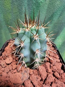 Azurecereus Hertlingianus Rare Blue Clone Collectors Cactus Plant 🌵 - Picture 1 of 6