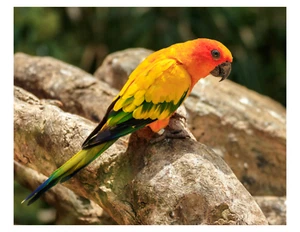 "Perico Sun - Impresión fotográfica 8x10 en 8,5"" x 11" - Imagen 1 de 1