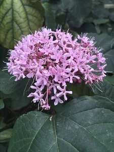 1 Heirloom Pink Mexican Hydrangeas Attracted Butterfly/Hummingbird Ready Rooted - Picture 1 of 5