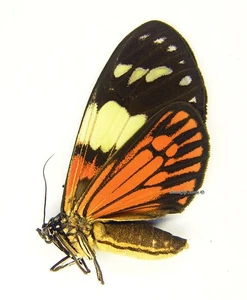 Mariposa/Erebidae sin montar - Chetone ithrana intersecta, macho, Perú - Imagen 1 de 1