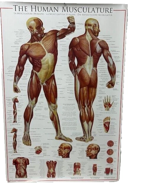 The Human Musculature Poster  (Size: 24" X 36")- NEW - Image 1 of 3
