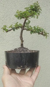 Bearberry Cotoneaster Dammeri Lowfast Pre Bonsai Dwarf Mame Flowers Berries - Picture 1 of 6
