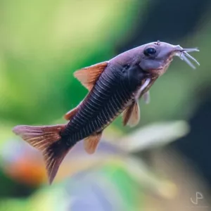 3x Black Venezuela Corydoras Schultzei - (USA TANK BRED) Cory Cat Catfish - Picture 1 of 3