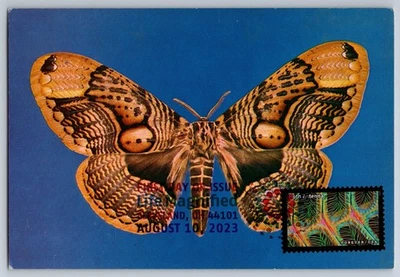 #5802h Life Magnified Moth Antenna FDC Maxi Card w/DCP Cancel - Image 1 of 2