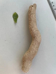 123g Natural GoBi stone desert branches Suiseki-viewing collection china - Picture 1 of 8