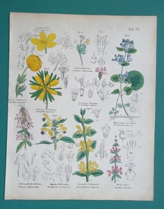 HEILPFLANZEN Ringelblume Beton Efeu Totnessel Kugelblume - 1845 FARBDRUCK - Bild 1 von 1
