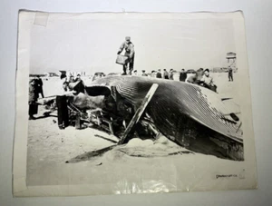Fotografía de prensa vintage 11x14 1930 ballena gigante lavada en tierra L.I. FOTOCRAFT - Imagen 1 de 4