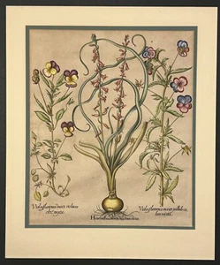Basilius Besler 18th Century Engraving of Hyacinths and Pansies - Picture 1 of 17