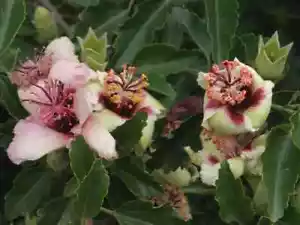 Norfolk Island Hibiscus (Lagunaria patersonii) 10 Seeds - Picture 1 of 4