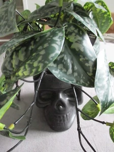 Neu mit Etikett Halloween schwarzer Totenkopf hängendes Pflanzgefäß & Kunstpflanze Dekor - Bild 1 von 1