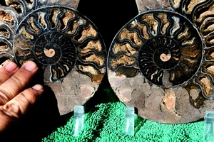 Large Ammonite Split PAIR Deep Crystals XXL 7.0" 110myo Dino age fossil a3729uu - Picture 1 of 7