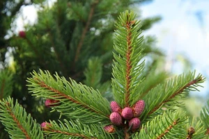 Picea abies 'Cupressina' - Norway Spruce *Live Plant - Picture 1 of 9