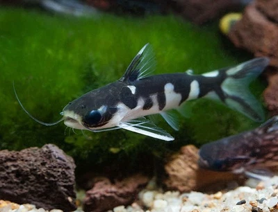 Tatia Ninja Catfish 3” – Rare Live Freshwater Oddball – Peaceful Nocturnal Fish - Image 1 of 2