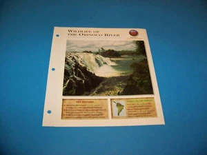 Wildlife Of The Orinoco River Fotos / Informationsseite 1998 - Bild 1 von 3